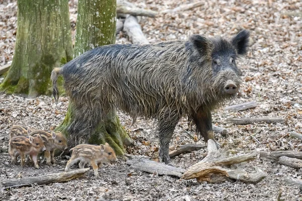 Cute Swine Sus Scrofa Family Forest Wild Boar Mother Baby — Stok fotoğraf