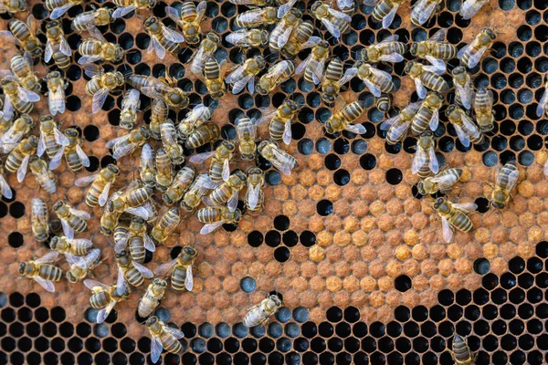 Vue Rapprochée Des Abeilles Qui Travaillent Sur Les Cellules Miel — Photo