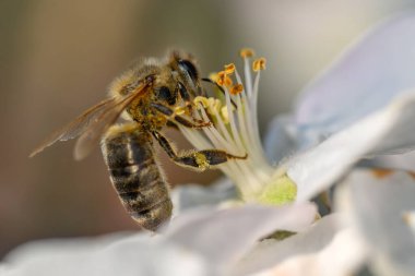 Close Honey bee collecting pollen from apple tree blossom. Spring background