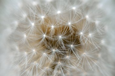 Macro, Vahşi Taraxacum 'u vurdu. Güzel pofuduk karahindiba çiçekleri. İlkbaharın soyut doğal arka planı, güzelliği ve tazeliği