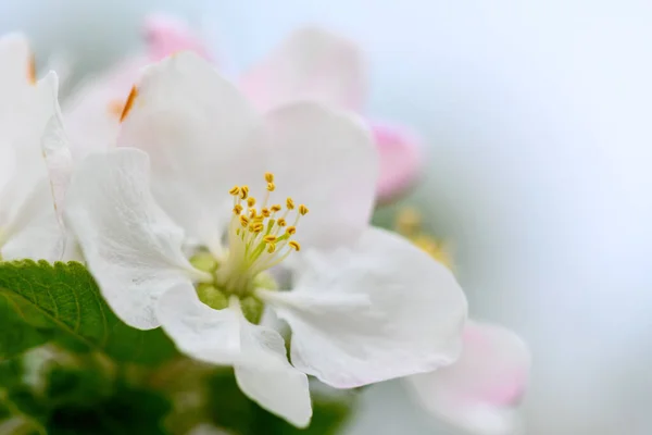 Красиві Квіти Крупним Планом Гілці Яблуні Фоні Розмитого Саду — стокове фото