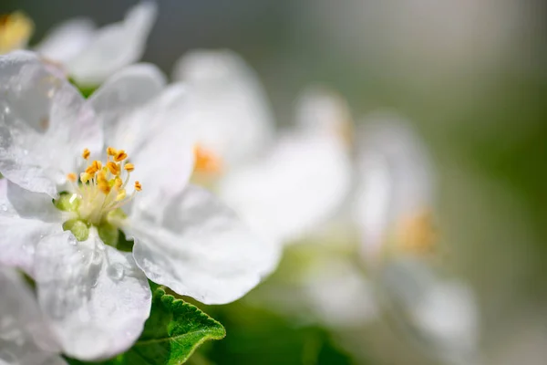 Красиві Квіти Крупним Планом Гілці Яблуні Тлі Розмитого Саду Після — стокове фото