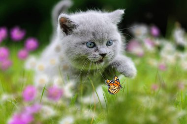 Çiçekler ve kelebeklerle yeşil çimenlikteki gri İngiliz kedi yavrusunu kapat