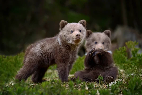 Deux Jeunes Ours Bruns Dans Forêt Animaux Dans Habitat Naturel — Photo