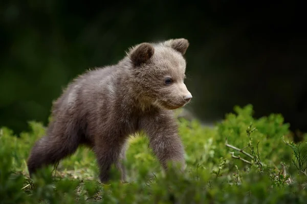 Young brown bear in the forest. Animal in the nature habitat. Cub without mother
