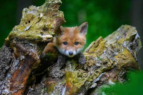 Zorro Rojo Vulpes Vulpes Cachorro Pequeño Bosque Tocón Lindos Pequeños — Foto de Stock