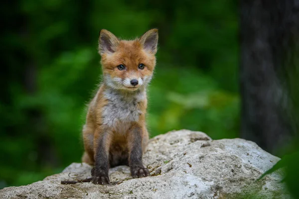 Červená Liška Vulpes Vulpes Malé Mládě Lese Kameni Roztomilí Malí — Stock fotografie