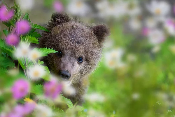 Filhote Urso Marrom Prado Verão Com Flores Ursus Arctos Grama — Fotografia de Stock