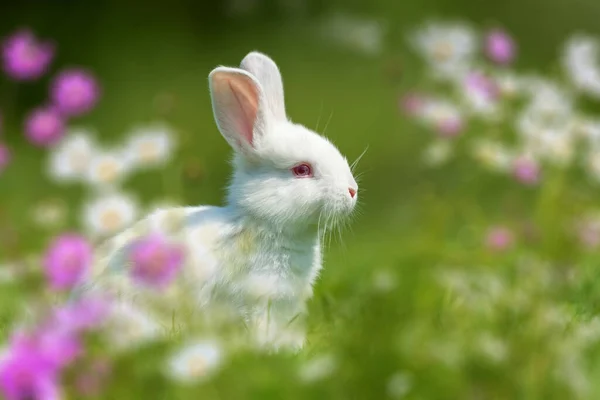 Funny little white rabbit on spring green grass with flowers. Farm concept