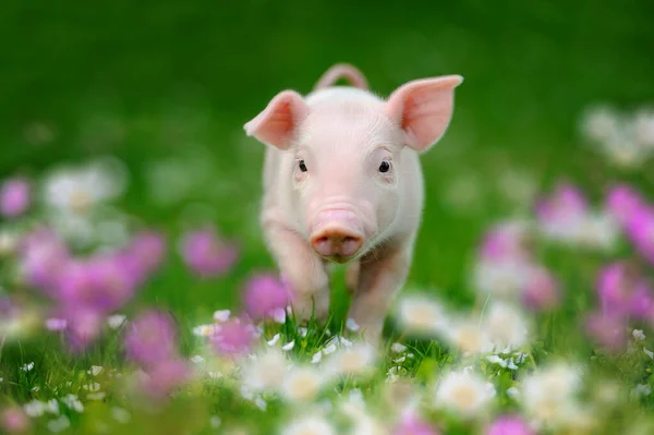 Maialino Divertente Neonato Sull Erba Verde Primaverile Con Fiori Una — Foto Stock