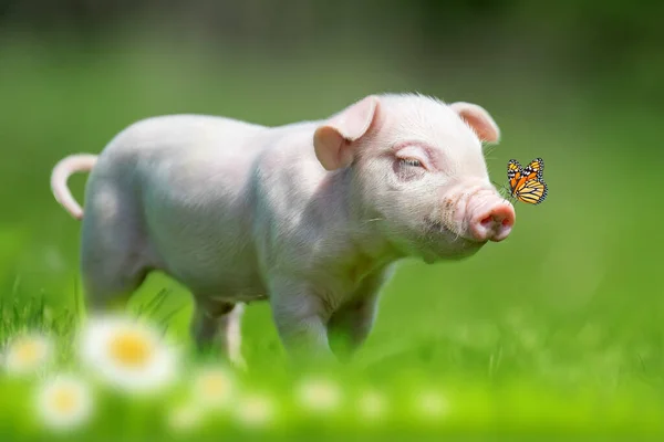 鼻の上に蝶と農場の春の緑の草の上の新生児面白い子豚 — ストック写真