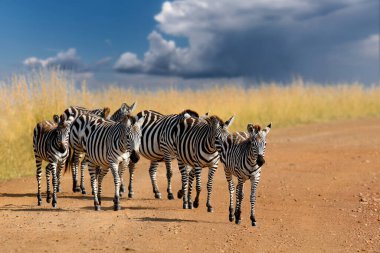 Afrika 'daki fırtına bulutları üzerinde arka arkaya yürüyen zebralar.
