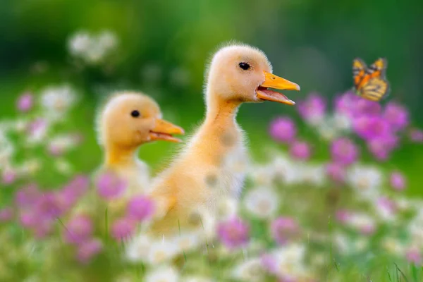 Twee Kleine Gele Eendjes Groen Gras Met Bloemen — Stockfoto