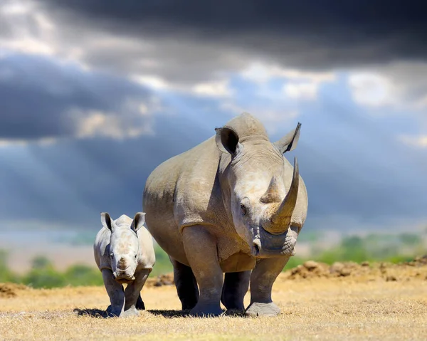 嵐の雲の背景に赤ちゃんを持つアフリカの白いサイ ケニアの国立公園 アフリカ — ストック写真