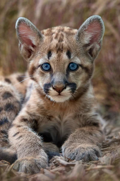 Close Portrait Baby Cougar Mountain Lion Puma — Stock Photo, Image