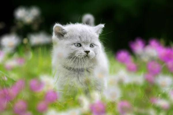 Close Cute Gray British Baby Kitten Green Grass Flowers — Stock Photo, Image