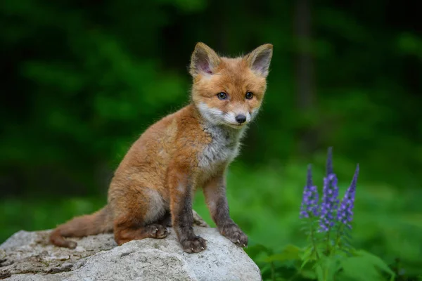 Red Fox Vulpes Vulpes Small Young Cub Forest Stone Violet — Stock Photo, Image