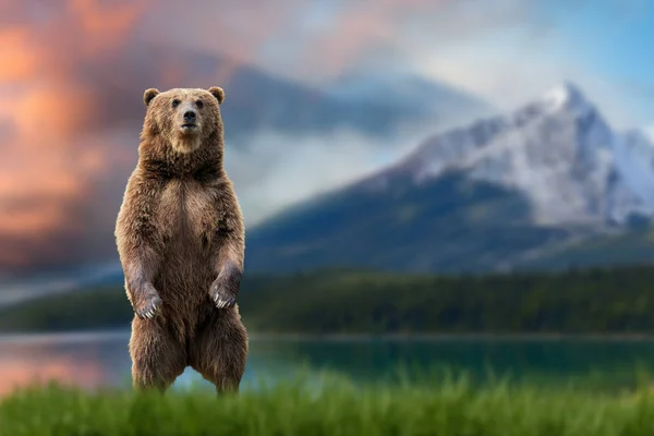 Brown Bear Ursus Arctos Standing His Hind Legs Grass Backdrop — Stock Photo, Image