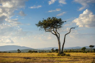 Afrika savanasında Acacia ağacıyla güzel bir manzara. Kenya Ulusal Parkı
