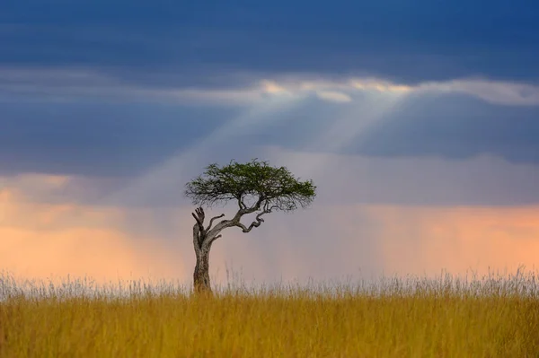 嵐の空を背景にアフリカサバンナのアカシアの木と美しい風景 ケニア国立公園 — ストック写真