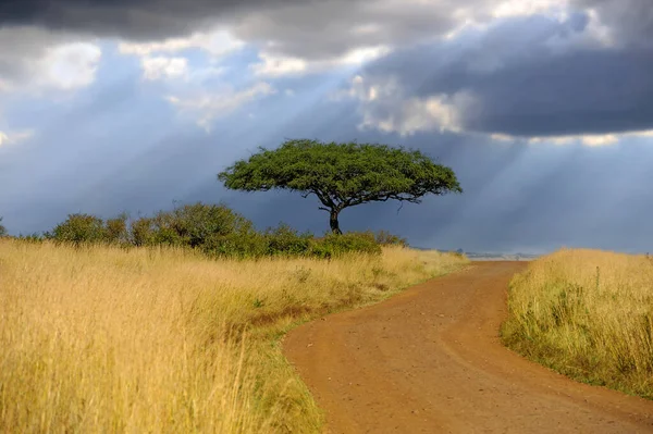 美丽的风景与相思树和道路在非洲草原上的暴风雨的天空背景 肯尼亚国家公园 — 图库照片