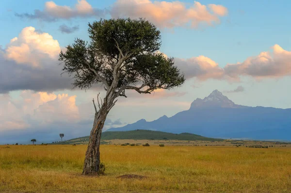 Piękny Krajobraz Akacjowym Drzewem Afrykańskiej Sawannie Górskim Tle Kenii — Zdjęcie stockowe