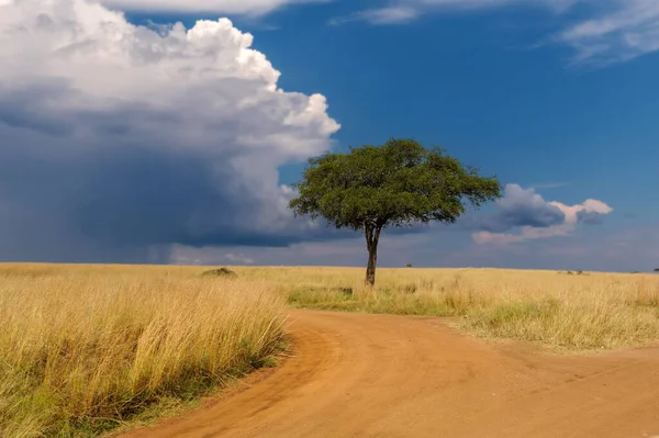 Krásná Krajina Akátovým Stromem Silnice Africké Savaně Pozadí Bouřlivé Oblohy — Stock fotografie