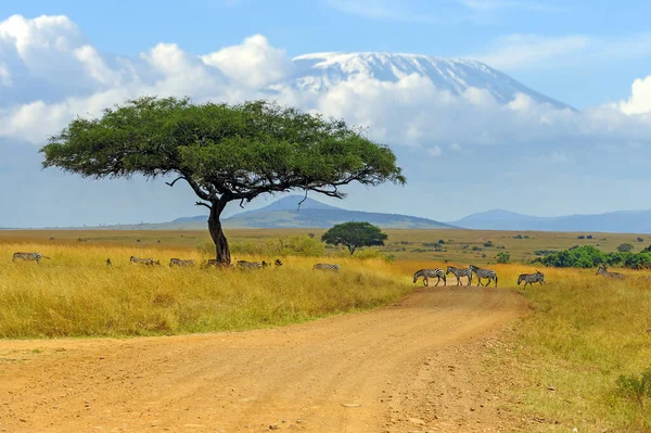 アフリカのサバンナとキリマンジャロの背景にゼブラでアカシアの木と美しい風景 ケニア国立公園 — ストック写真
