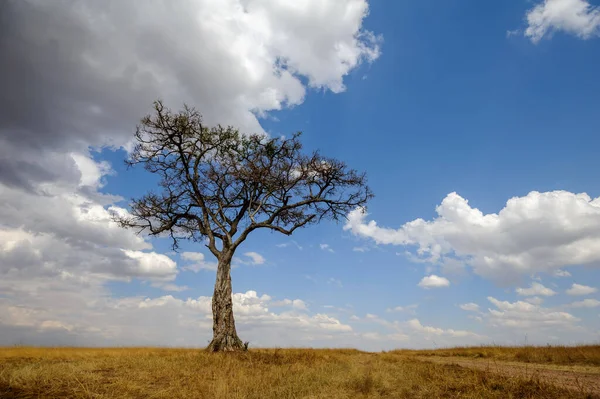Όμορφο Τοπίο Δέντρο Acacia Στην Αφρικανική Σαβάνα Εθνικό Πάρκο Κένυας — Φωτογραφία Αρχείου