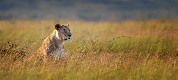 Gros Plan Lion Femelle Dans Parc National Kenya Afrique — Photo