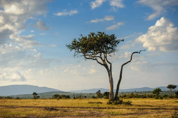 Όμορφο Τοπίο Δέντρο Acacia Στην Αφρικανική Σαβάνα Εθνικό Πάρκο Κένυας — Φωτογραφία Αρχείου