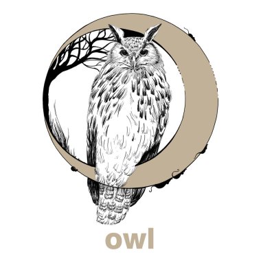 El çizimi baykuş ve ay, beyaz arkaplan üzerinde grafik çizimi (orijinaller, iz sürme yok)