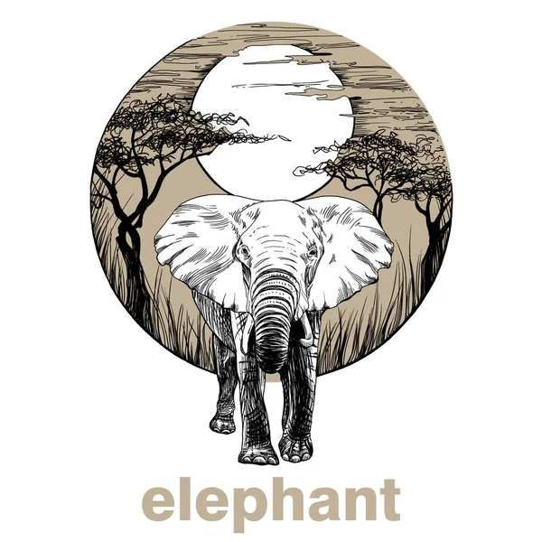 Hand Drawn Elephant Sketch Graphics Illustration White Background Originals Tracing — Photo