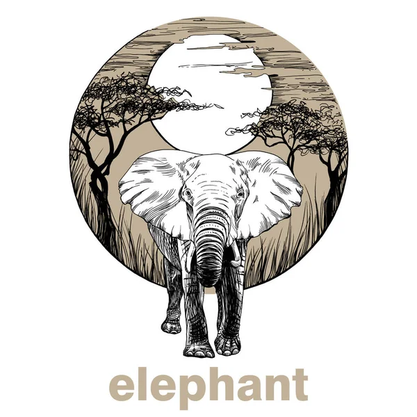 Hand drawn elephant, sketch graphics illustration on white background (originals, no tracing)