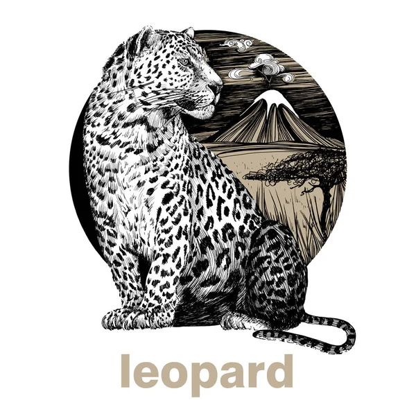 Hand Drawn Leopard Sketch Graphics Illustration White Background Originals Tracing — Stock Photo, Image