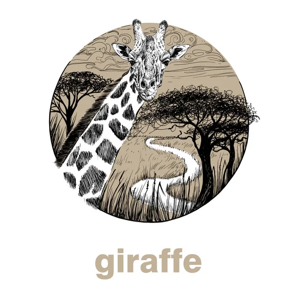 Hand Drawn Giraffe Sketch Graphics Illustration White Background Originals Tracing — Stock Photo, Image