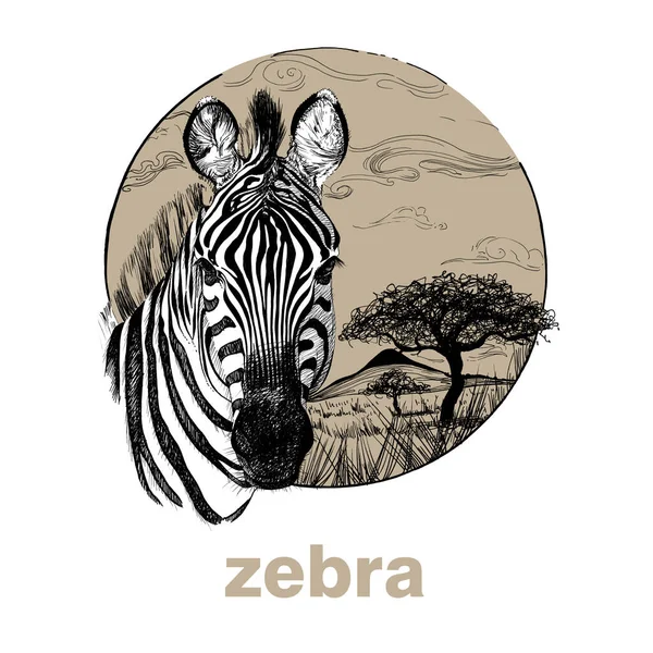 Hand Drawn Zebra Sketch Graphics Illustration White Background Originals Tracing — Stock Photo, Image