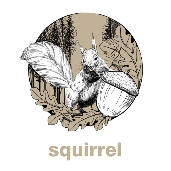 Hand Drawn Squirrel Acorn Sketch Graphics Illustration White Background Originals — 图库照片