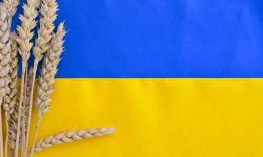 Ukrayna 'nın buğday dallı bayrağı. Mavi ve sarı parlak renkler. Eğri doku arkaplanını kapat