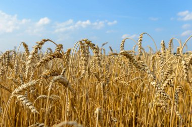 Buğdayın altın kulakları mavi gökyüzüne karşı ve bulutlar yumuşak odak, yakın plan, tarım arka planı