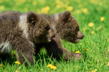 Çayırdaki sarı çiçekli yavru kahverengi ayıyı kapat. Doğadaki vahşi hayvan.