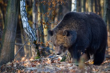 Vahşi Boz Ayı (Ursus Arctos) sonbahar ormanında. Doğal ortamda bir hayvan. Vahşi yaşam sahnesi