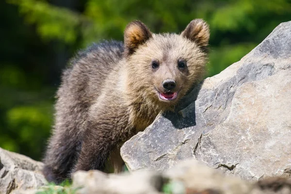 森の中で若いクマの赤ちゃんを閉じます 自然の生息地で野生動物 — ストック写真