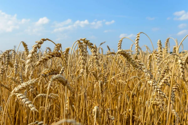 Spighe Oro Grano Contro Cielo Blu Nuvole Soft Focus Primo — Foto Stock