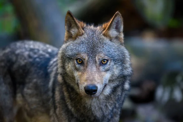 Schließen Wolf Porträt Wald Wildszene Aus Der Natur Wildtiere Natürlichen — Stockfoto
