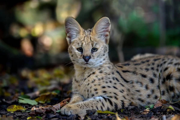 Close Young Serval Cat Felis Serval Wildlife Scene Nature Wild — Stock Photo, Image