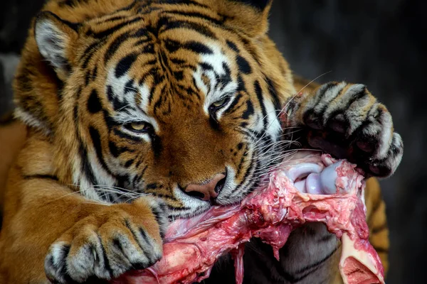 Close Aduct Tiger Eating Meat Black Background — Stock Photo, Image