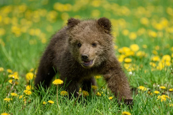 Close Young Brown Bear Cub Meadow Yellow Flowers Wild Animal — Stock Photo, Image