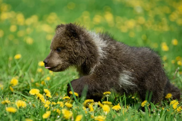 Sluit Jonge Bruine Berenwelp Wei Met Gele Bloemen Wilde Dieren — Stockfoto