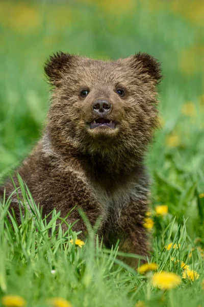 Fechar Filhote Urso Marrom Jovem Prado Com Flores Amarelas Animais — Fotografia de Stock